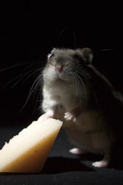 Peynir ile hamster — Stok fotoğraf