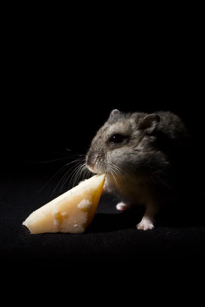 Peynir yeme hamster — Stok fotoğraf