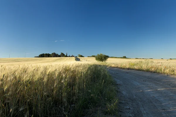Strada attraverso il campo di grano — Foto Stock