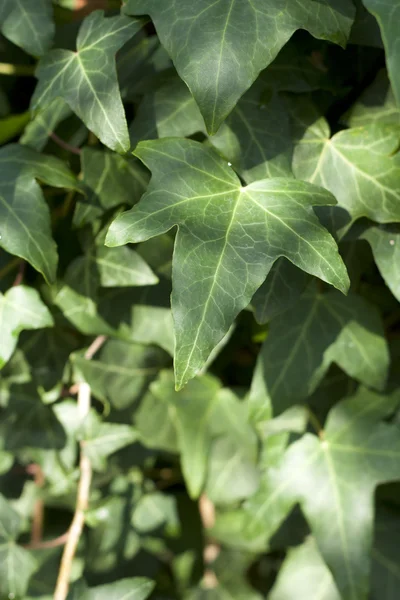 담 쟁이 잎 — 스톡 사진