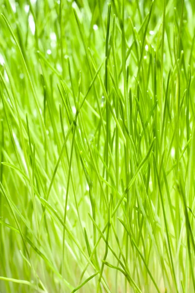 stock image Green Blades of Grass