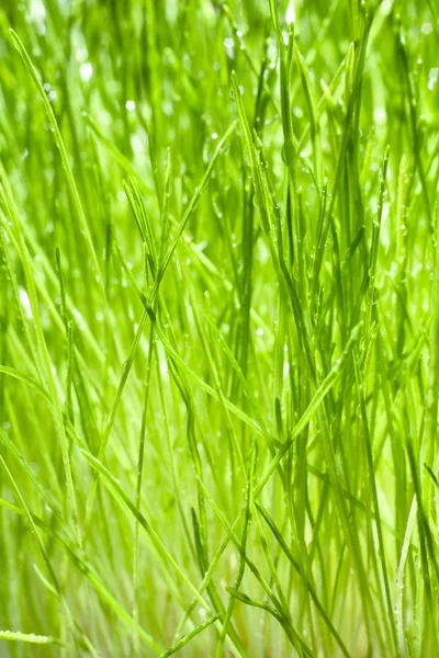 Stock image Wet Green Blades of Grass