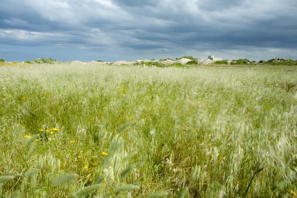 Травяное поле со штормовым небом — стоковое фото