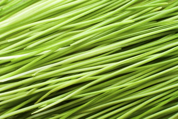 Green Blades of Grass — Stock Photo, Image