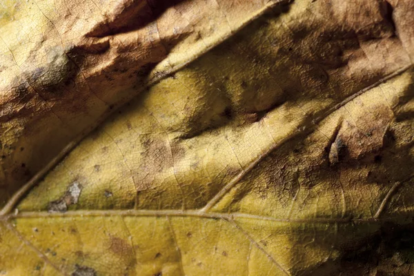 죽은 잎 텍스처 — 스톡 사진