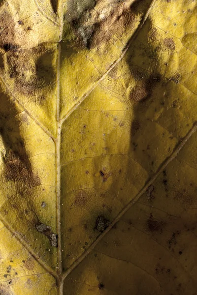 Dead Leaf Texture — Stock Photo, Image