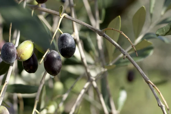 stock image Olives on a Branch