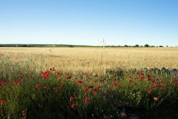 Poppies and Wheat — Stock Photo, Image