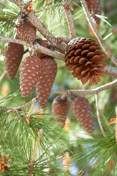 stock image Pine Cones on a Branch