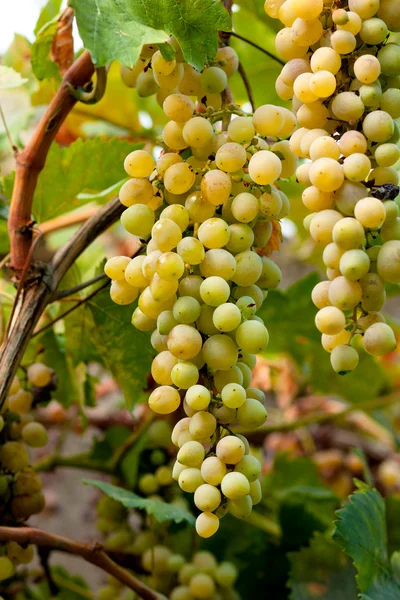 Yellow Grapes — Stock Photo, Image
