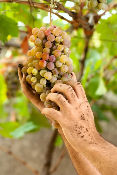 Farmers Hands with Grapes — Stock Photo, Image