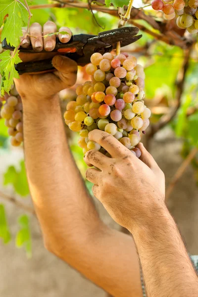 Agricoltori mani taglio uva — Foto Stock