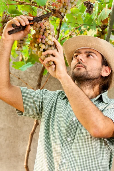 Rolnik cięcie winogron — Zdjęcie stockowe