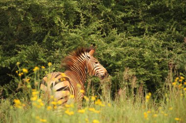 çiçekler içinde Afrika zebra