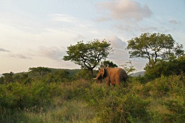 oyun rezerv içinde Afrika fili