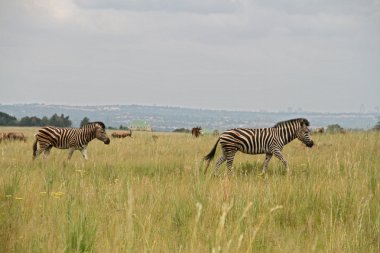 Zebralar Afrika gras yürüyüş