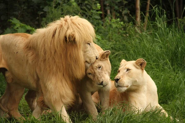 Lions africains dans l'herbe — Photo