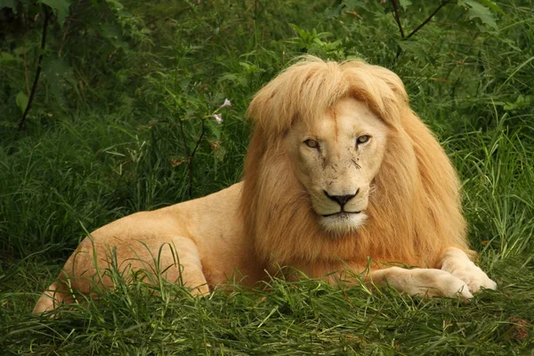 Lion africain assis dans l'herbe — Photo