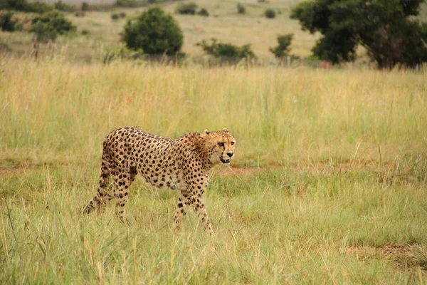 Gras yılında Afrika cheeta — Stok fotoğraf