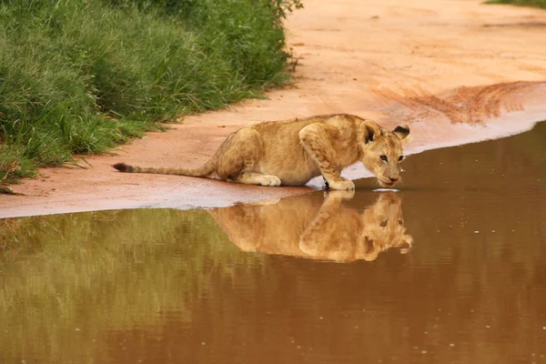 Baby lion drinking at water hole — Stock Photo, Image