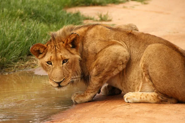 Leone che beve al pozzo d'acqua — Foto Stock