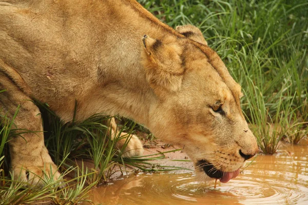 Lion buvant au trou d'eau — Photo