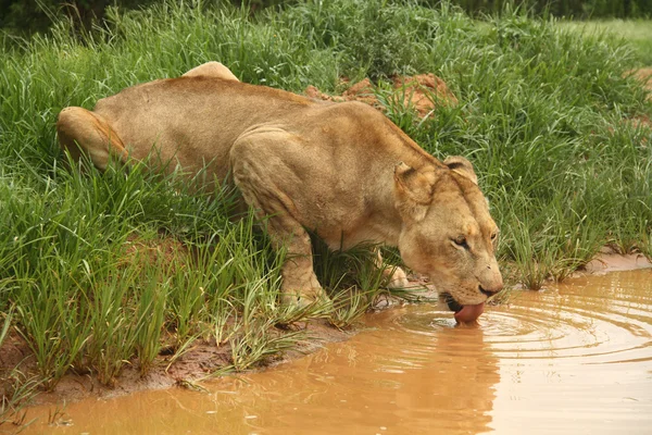 喝水洞上的狮子 — 图库照片