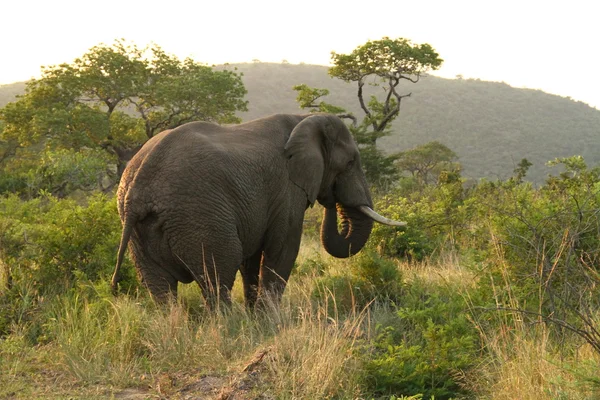 Elefante africano comiendo — Foto de Stock