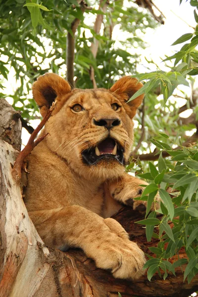 Lion sitting in tree — Stock Photo, Image
