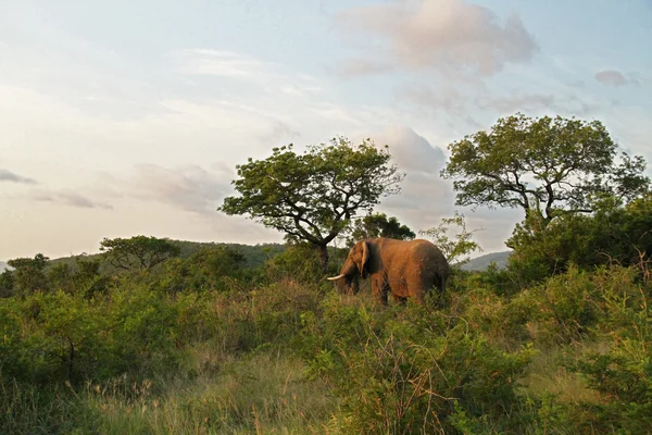 Elefante africano dentro de la reserva de caza — Foto de Stock