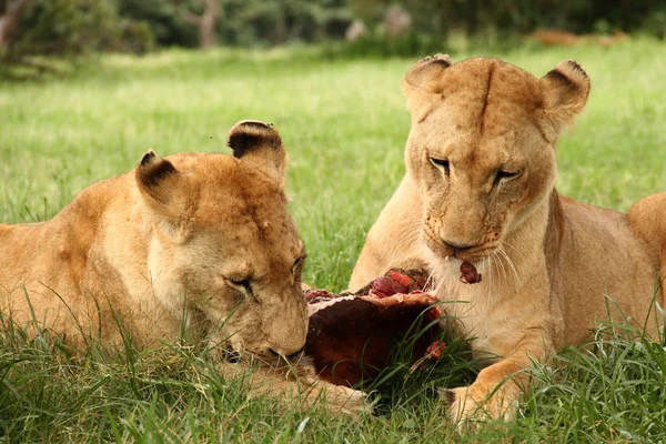 Lions mangeant de la viande — Photo