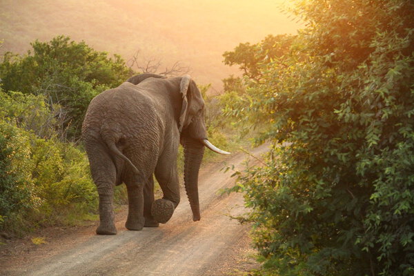 African Elephant in the sunset
