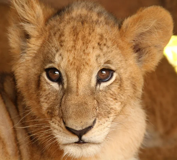 Visage bébé lion — Photo