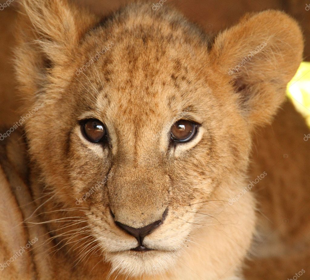 Visage Bebe Lion Image Libre De Droit Par Bastianlinder C