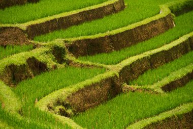 jatiluwih, bali, pirinç terasları