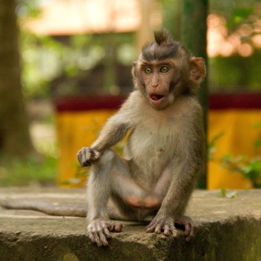 Macaque monkey portrait shocked clipart