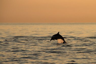 Dolphin's jump in sunrise clipart
