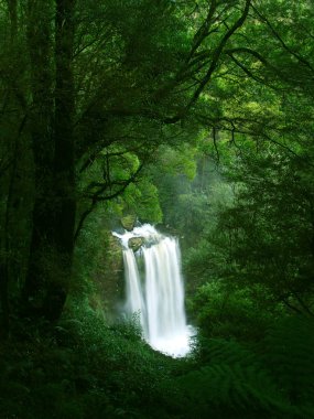 Waterfall in Rainforest, Victoria clipart