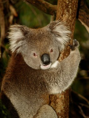 Koala ağacında