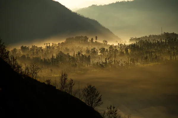 stock image Fog and sunrise above a forest