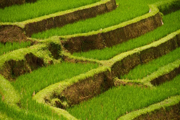 Terrazas de arroz de Jatiluwih, Bali —  Fotos de Stock