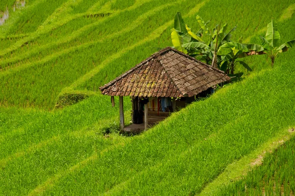 Terraços de arroz de Jatiluwih, Bali — Fotografia de Stock