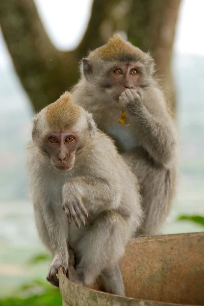 Macaque monkey portrait sitting — Stock Photo, Image