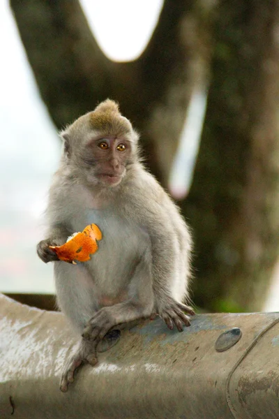 Macaque monkey portrait sitting — Stock Photo, Image