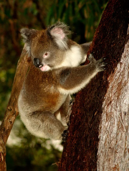 Koala in Tree — Stock Photo, Image