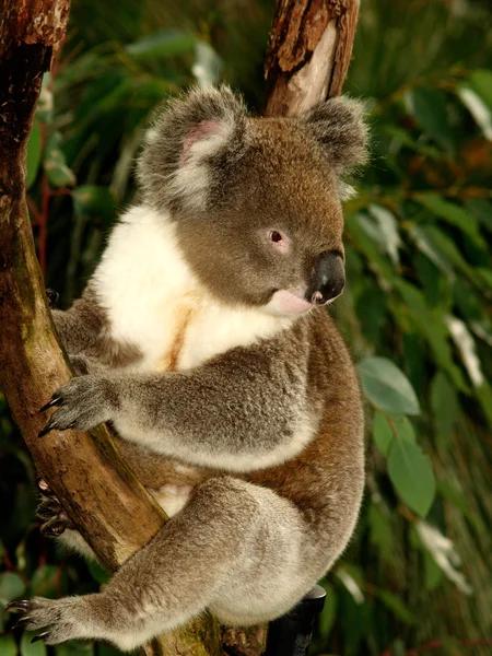 stock image Koala in Tree