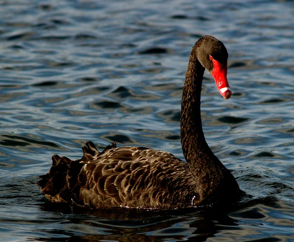 stock image Black Swan of Perth