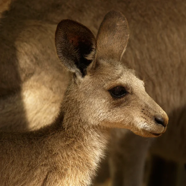 Little Kangaroo — Stock Photo, Image