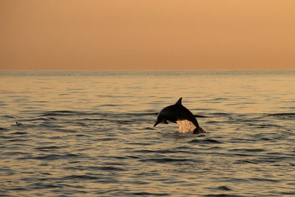 У Dolphin стрибають у сході сонця Стокова Картинка