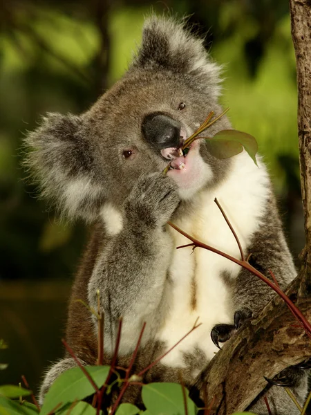 Koala na árvore Fotos De Bancos De Imagens
